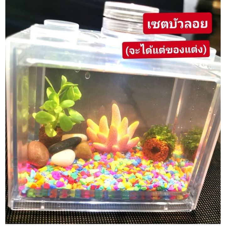 ร้านใหม่แนะนำ-เซตตู้ปลาเล็ก-มีตู้ปลาขายแยก