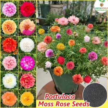 Table rose store seeds