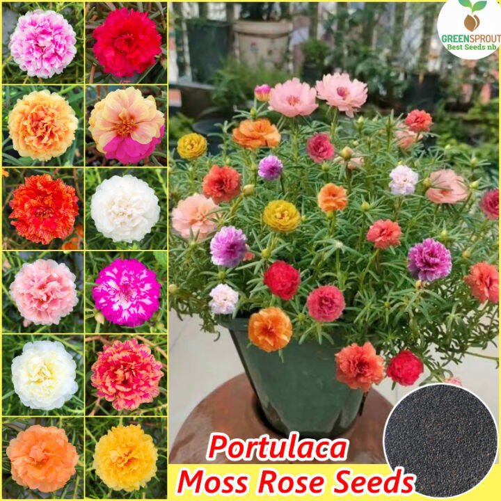1000 Seeds/pack Double Petal Portulaca Seed Moss Rose Flower Seeds for