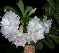 5 เมล็ด เมล็ดพันธุ์ ชวนชม ลูกผสมไฮบริด สายพันธุ์ Star White สีขาว กุหลาบทะเลทราย Desert Rose Adenium seed ราชินีบอนไซ ปลูกง่ายมาก รีบสะสม