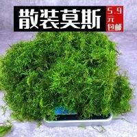 [COD] Bulk Moss real water fish tank landscaping weeping matsutake flame big triangle beauty phoenix novice oxygenated underwater plants