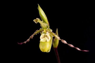 20 เมล็ดพันธุ์ Bonsai เมล็ดกล้วยไม้ กล้วยไม้ กล้วยไม้เอื้อง (Phragmipedium Orchids) Orchid flower Seed อัตราการงอกของเมล็ด 80-85%