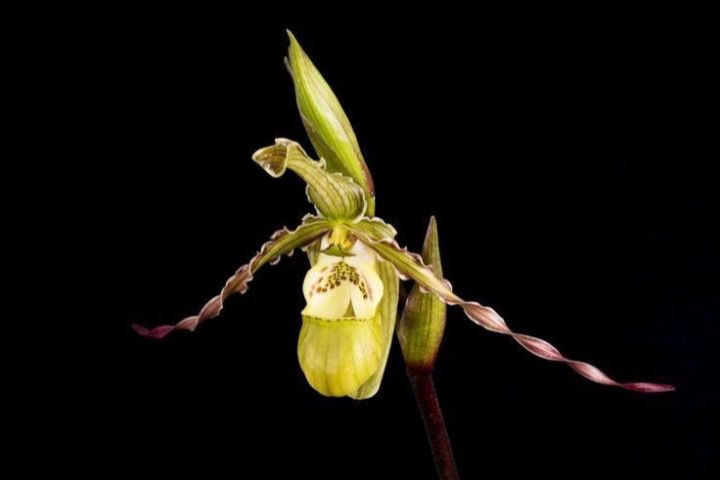 20-เมล็ดพันธุ์-bonsai-เมล็ดกล้วยไม้-กล้วยไม้-กล้วยไม้เอื้อง-phragmipedium-orchids-orchid-flower-seed-อัตราการงอกของเมล็ด-80-85