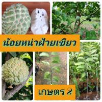 โปรดี น้อยหน่าฝ้ายเกษตร 2 ทาบกิ่ง สูง 60-70 ซม. ราคาถูก ผ้าห่ม ผ้านวม ผ้านวม6ฟุต ผ้าห่มนวม