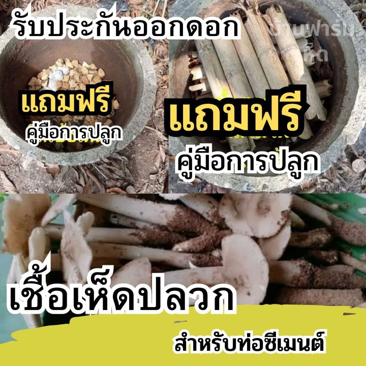 เชื้อเห็ดปลวก-เชื้อเห็ด-แบบผงสำหรับเพาะในท่อซีเมน-ผลิตจากจาวปลวกแท้100-สำหรับปลูกในฟาร์ม-ปลุกใส่ถุงดำ