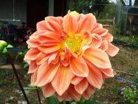 1 หัว/ชุด รักเร่ Dahlia Bulb สายพันธุ์ Monaco หัวรักเร่ ดอกไม้ หัวหน่อ เหง้า นำเข้า เนเธอร์แลน หัวสดใหม่