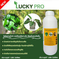 ไคโตซานน้ำดำ1,000MLฮอร์โมนพืชทางใบพืชแข็งแรงโตเร็วเพิ่มผลผลิตLUCKY PROป้องกันจากเชื้อราใช้ร่วมกับตัวยาอื่นๆได้สามารถใช้ได้กับพืชทุกชนิด