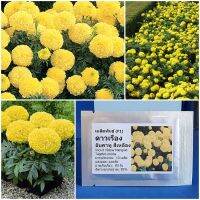 เมล็ดพันธุ์ ดาวเรือง อินคาทู สีเหลือง Inca ll Yellow Marigold F1 Seed 10 เมล็ด คุณภาพดี ราคาถูก ของแท้