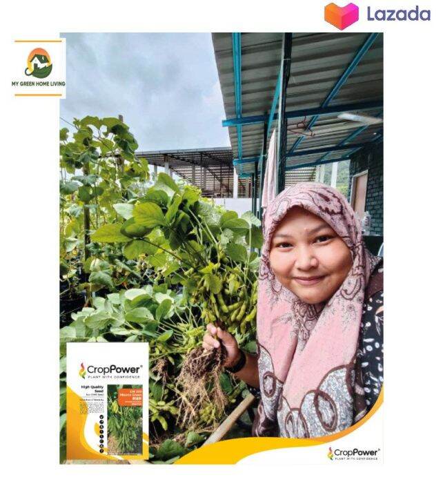 Edamame Jepun 500g Discover the Richness and Nutrition of Japanese