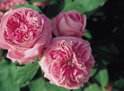 30 เมล็ด เมล็ดพันธุ์ Garden กุหลาบ French Rose seed ดอกใหญ่ ดอกหอม นำเข้าจากต่างประเทศ พร้อมคู่มือ