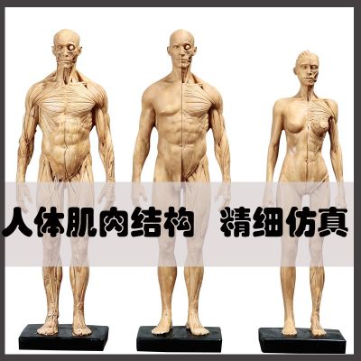 Human body structural model reference art sculpture art sketch copy painting with human musculoskeletal model