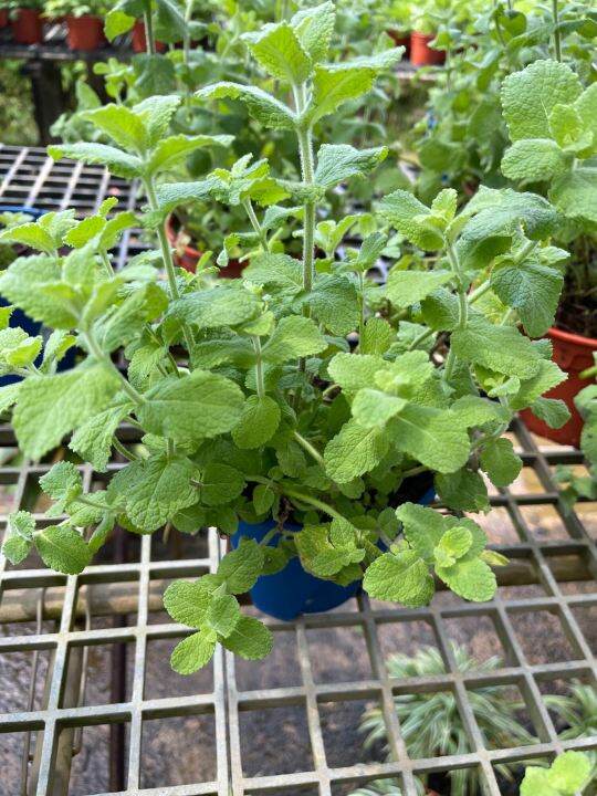 Apple mint mentha suaveolens real plant free extra organic fertilizer