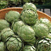 เมล็ดพันธุ์ อาติโช้ค สีเขียว (Green Globe Artichoke Seed) บรรจุ 25 เมล็ด คุณภาพดี ราคาถูก ของแท้ 100%