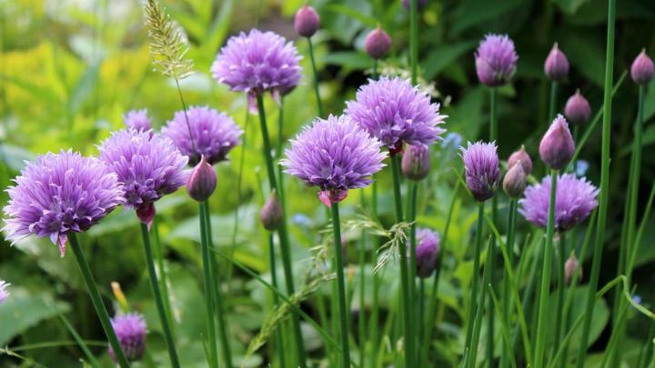 หอมดอก-หอมดอกฮอลแลนด์-ดอกหอม-เมล็ดพันธุ์-common-chives-holland-seeds-บรรรจุ-30-40-เมล็ด