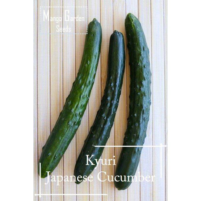 *Easy* Japanese Cucumber Seeds Kyuri, Sunomono Mango Garden Lazada PH