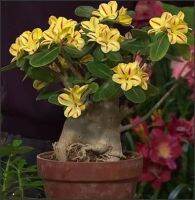 8 เมล็ด เมล็ดพันธุ์ ชวนชม สายพันธุ์ Golden Star สีเหลือง Desert Rose Adenium Seed กุหลาบทะเลทราย ราชินีบอนไซ มีคู่มือปลูก ปลูกประดับบ้าน เป็นมงคล