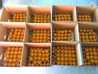 เก็บเงินปลายทาง ส้มสายน้ำผึ้ง เบอร์ 4 แท้ จากอ.ฝาง กล่อง 10 กิโล ส้ม ส้มสด ส้มฝาง ส้มเขียวหวาน