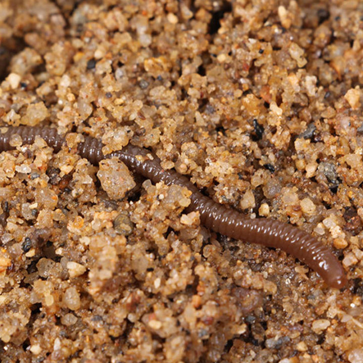 laogeliang-30pcs-7-5cm-soft-lure-ซิลิโคนจำลอง-earthworms-red-worms-fishy-กลิ่นเหยื่อ