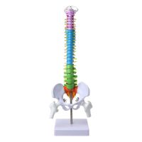 45cm Removable Human Spine Model Spinal Column Vertebral Lumbar Anatomical Dropship