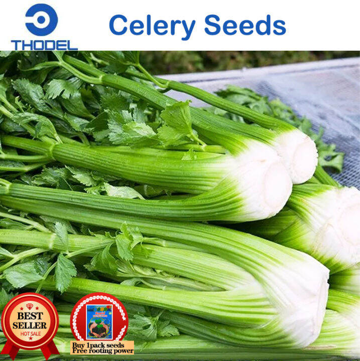 Celery Seeds for Planting Vegetable Plants Lazada PH