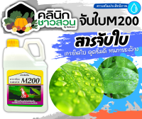 ? จับใบ M200 (ตราหมาแดง) บรรจุ 5ลิตร เกาะติด ดูดซึมดี ทนการชะล้าง