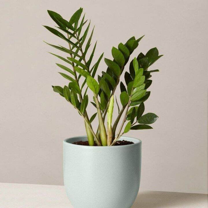 Tanaman Zz Plant Dolar ZamiaTanaman hias pot indoor dollar zamia