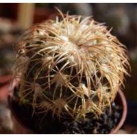 โปรดีล คุ้มค่า เพชร หน่อ discocactus bahiensis ssp gracilis 1 cm ของพร้อมส่ง พรรณ ไม้ น้ำ พรรณ ไม้ ทุก ชนิด พรรณ ไม้ น้ำ สวยงาม พรรณ ไม้ มงคล