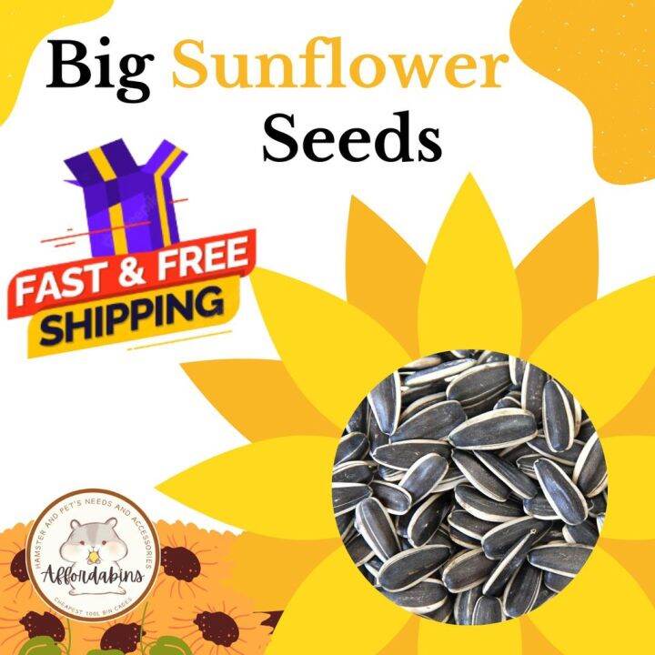 𝗕𝗨𝗬 𝟯 𝗧𝗔𝗞𝗘 𝟭 Big Sunflower Seeds 100 Grams/ Hamster Treats Lazada PH