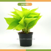 พลูทอง  Epipremnum  aureum Bunting Lime กระถาง 4 นิ้ว Bunting Lime Pothos , Lime Epipremnum