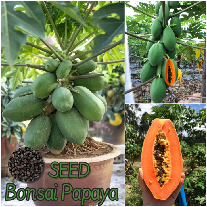 [Easy to grow in the Philippines] 10pcs Bonsai Papaya Seeds for