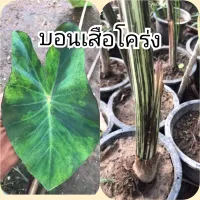 ( Promotion+++) คุ้มที่สุด บอนเสือโคร่ง Colocasia Tiger Stripe ขายแบบเหง้า ราคาดี พรรณ ไม้ น้ำ พรรณ ไม้ ทุก ชนิด พรรณ ไม้ น้ำ สวยงาม พรรณ ไม้ มงคล