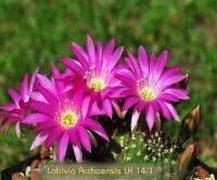 Lobivia acchaensis (5 เมล็ด)