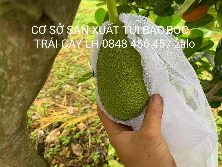 Túi bao mít Thái là sản phẩm mang đến sự tiện lợi và linh hoạt cho người dùng. Được làm từ chất liệu cao cấp, túi bao mít Thái đảm bảo cho sản phẩm của bạn được bảo quản tốt hơn. Hãy xem hình ảnh về túi bao mít Thái để tìm hiểu thêm về sự chất lượng và tiện ích của sản phẩm.