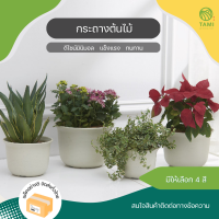 ชุดกระถางต้นไม้ Plant pot set มีทั้งหมด 4 สี ฟ้า, เหลือง, น้ำตาล, ขาว ขนาด 3.5", 4.5", 5", 5.5", 6", 6.5", 7" กระถางมีรูระบายน้ำ กระถางขอบหยัก กระถางกุหลาบ ทามิ