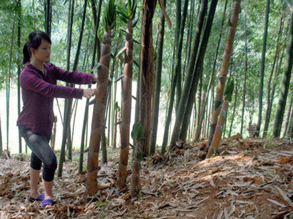 cây vầu là cây gì