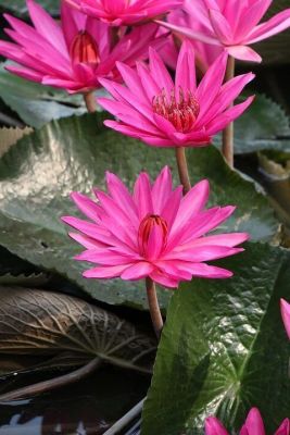เมล็ดบัว 100 เมล็ด ดอกสีชมพู ดอกเล็ก พันธุ์แคระ จิ๋ว ของแท้ 100% เมล็ดพันธุ์บัวดอกบัว ปลูกบัว เม็ดบัว สวนบัว บัวอ่าง Lotus Waterlily seeds