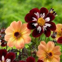 1 หัว/ออเดอร์ รักเร่ Dahlia rhizome สายพันธุ์ Single dahlia หัวรักเร่ ดอกไม้ หัวหน่อ เหง้า นำเข้า เนเธอร์แลน หัวสดใหม่