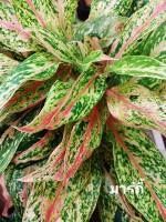 อโกลนีมา..บัลลังก์ทอง Aglaonema sp. ‘Banlangthong’ปลูกเป็นไม้กระถาง วางประดับในอาคาร เป็นไม้มงคล 1 ต้น(ชำถุงดำ)