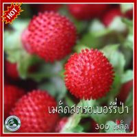 300+ เมล็ด สตรอเบอร์รี่ป่า สตรอเบอร์รี่ประดับ Fragaria vesca เมล็ดสตรอเบอร์รี่ป่า สตรอเบอร์รี่ สตรอเบอรี่ป่า เมล็ดสตรอเบอร์รี่ประดับ