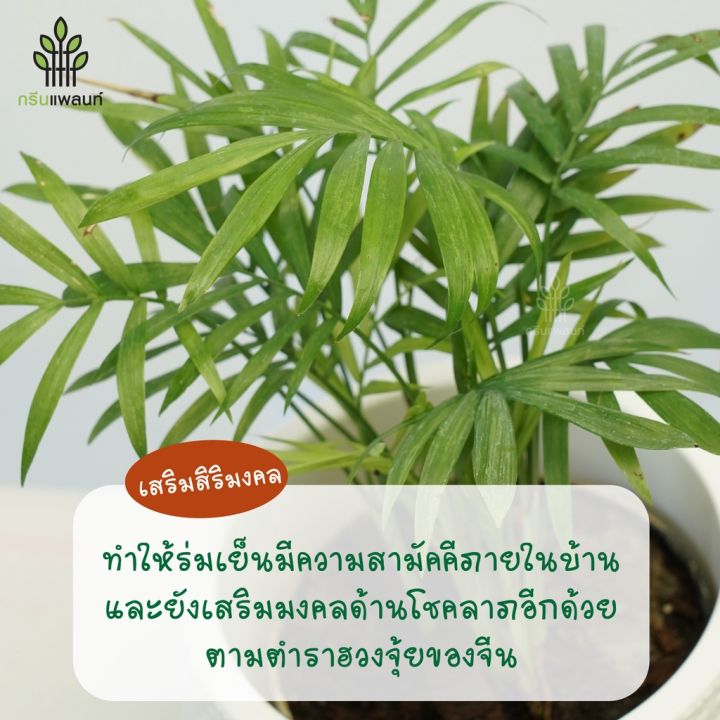 hot-ปาล์มไผ่แคระ-bamboo-palm-ฟอกอากาศ-ไม้ประดับมงคล-พร้อมกระถางดำ-4-นิ้ว-ส่งด่วน-พรรณ-ไม้-น้ำ-พรรณ-ไม้-ทุก-ชนิด-พรรณ-ไม้-น้ำ-สวยงาม-พรรณ-ไม้-มงคล