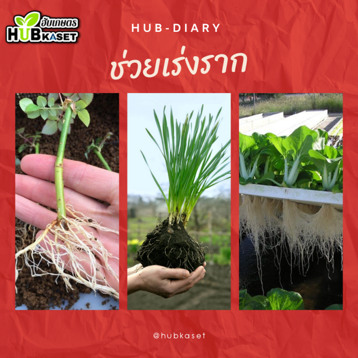 กอใหญ่-1ลิตร-อาหารเสริมสูตรพิเศษ-เร่งงาม-ยืดยอด-เปิดตายอด