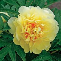 20 เมล็ด เมล็ดโบตั๋น ดอกโบตั๋น ดอกพีโอนี (Peony) สีเหลือง Yellow Peony ดอกไม้นี้​เป็นสัญลักษณ์ของความมั่งคั่งร่ำรวย ความซื่อสัตย์  อัตราการงอก 70-80%