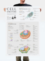 โปสเตอร์โครงสร้างเซลล์ Cell Structure