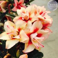 10 เมล็ด เมล็ดพันธุ์ ชวนชม สายพันธุ์ไต้หวัน ดอกสีส้ม โอรส Adenium Seed กุหลาบทะเลทราย Desert Rose ราชินีบอนไซ อัตราการงอก 80-90% มีคู่มือปลูก