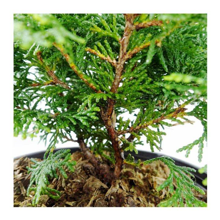 woww-สุดคุ้ม-t307-สนฮิโนกิแบบพุ่ม-hinoki-cypress-กระถาง-6-นิ้ว-สูง-20-25-cm-ต้นไม้ประดับแนวญี่ปุ่น-นำไปดัดเป็นสนบอนไซก็ได้-ราคาโปร-พรรณ-ไม้-น้ำ-พรรณ-ไม้-ทุก-ชนิด-พรรณ-ไม้-น้ำ-สวยงาม-พรรณ-ไม้-มงคล