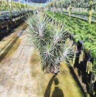 Tillandsia funckiana แบบติดตอไม้