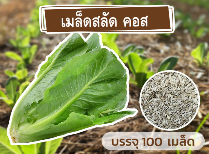 ชุดรวมเมล็ด-ผักสลัด-4-ชนิด-รวมกว่า-400-เมล็ด-เมล็ดใหม่-อัตราการงอกสูง