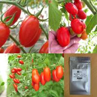 เมล็ด : เมล็ดมะเขือเทศเชอร์รี่แดง Red Cherry Tomato Seed มะเขือเทศ มะเขอเทศเชอรี่  เมล็ดผัก เมล็ดพันธุ์ 30 เมล็ด