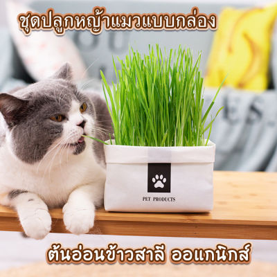 🌱หญ้าแมว ชุดปลูกข้าวสาลี ปลูกง่ายมาก ยแค่เติมน้ำ ออแกนิค 100%  ปลอดภัย หญ้าชนิดหนึ่ง เพิ่มประสิทธิภาพขนแมว ทันใจทาสแมว