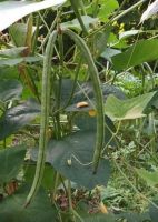 เมล็ดถั่วไร้ค้างสีเขียว(green bush long bean seeds) ปลูกง่ายไม่ต้องทำค้าง สามารถปลูกในกระถาง ทนต่อโรคแมลง ปลูกได้ทุกฤดู พันธุ์แท้สามารถเก็บเมล็ดทำพันธุ์ต่อได้